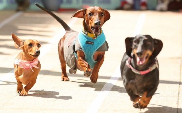 ask-a-real-estate-pro-can-we-force-developer-to-put-in-area-to-walk-dogs-2, 9509250,